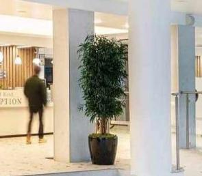 WILD trees in the lobby of a hotel in Sunny Beach resort