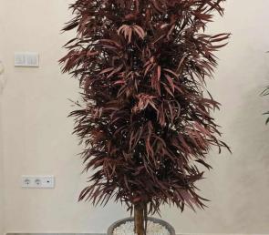 Decorative eucalyptus trees with thin leaves